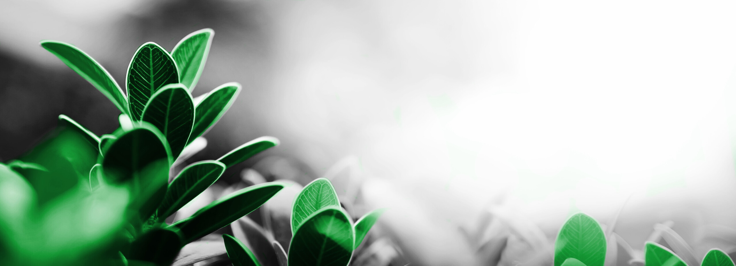 Close up of nature view green leaf on blurred greenery backgroun